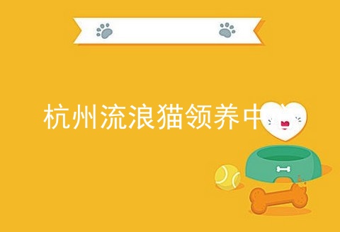 杭州猫咪领养