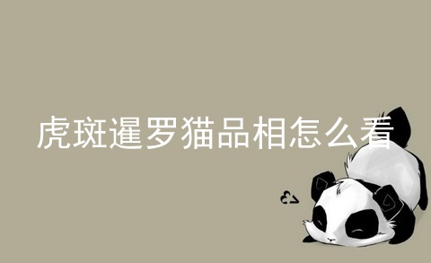 虎斑暹罗猫