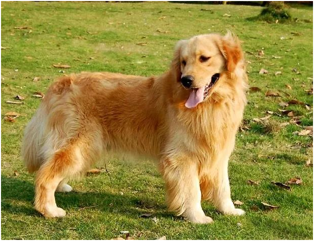 金毛寻回犬病症 寄生虫性皮肤病是常见的病症 第1张
