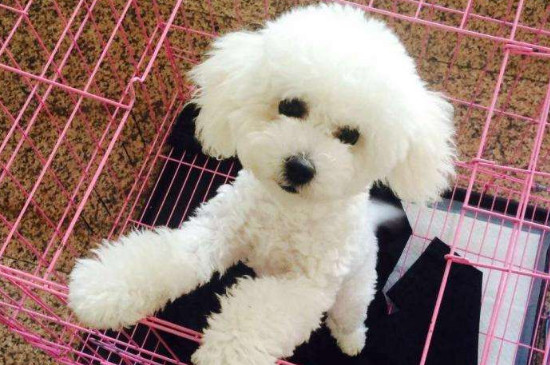 比熊犬的喂养方法 第1张