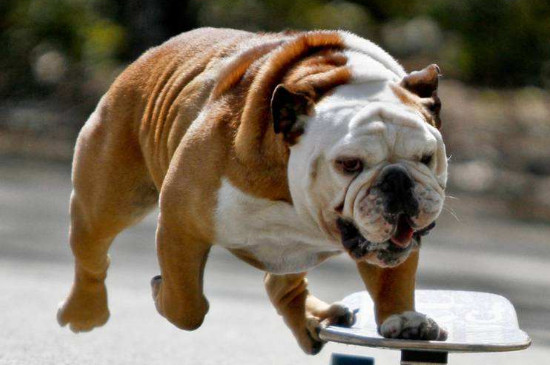 英国斗牛犬臭怎样去除 第1张