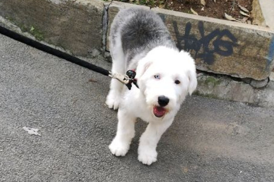 古牧犬掉毛厉害吗 第1张