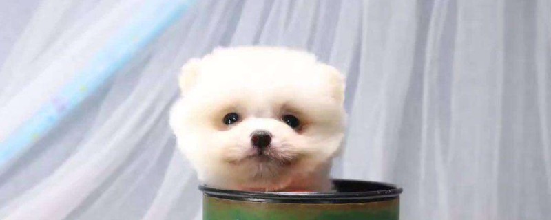 茶杯狗好养吗 第1张