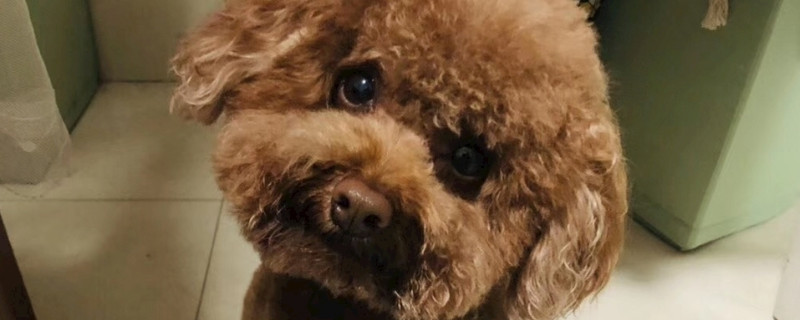 泰迪幼犬长皮屑怎么办 第1张