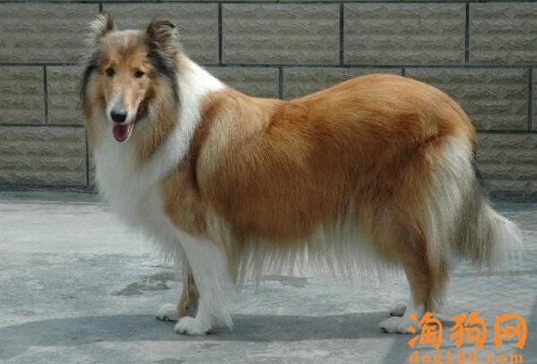 苏格兰牧羊犬眼屎多怎么回事？【图】