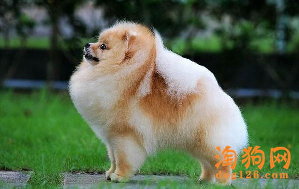 博美犬怀孕时期有哪些要注意的事项？ 第1张
