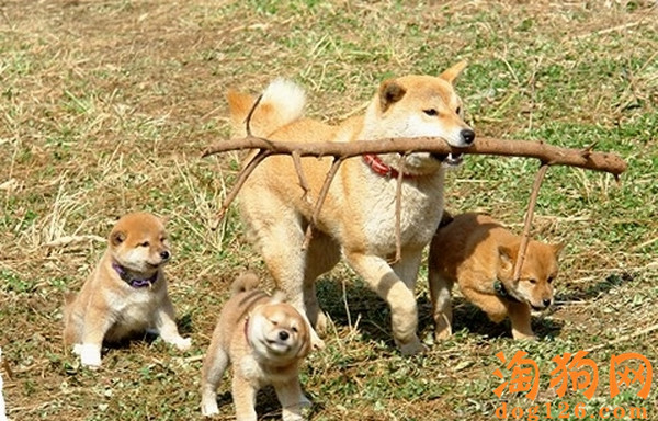 怎么给柴犬增肥？吃哪些东西最好？ 第3张