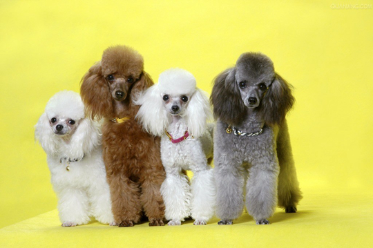 贵宾犬一直舔身上的毛是怎么了？ 第1张