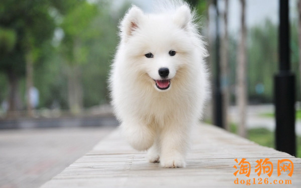 哪些狗狗是不掉毛的 第1张