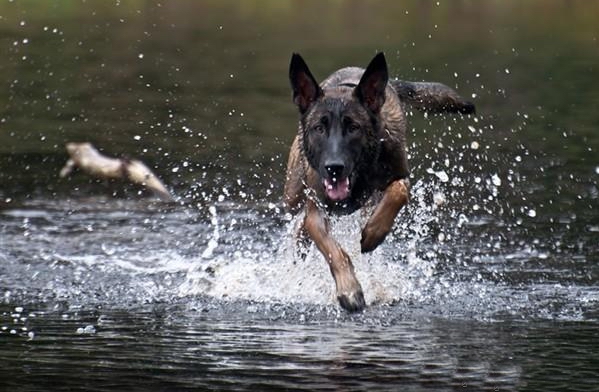 马犬老是流口水是怎么了 第1张