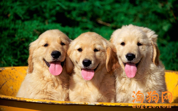 金毛犬感冒了会吐吗？ 第2张