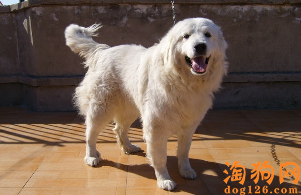 大白熊犬便便里面有血丝是怎么了？ 第1张