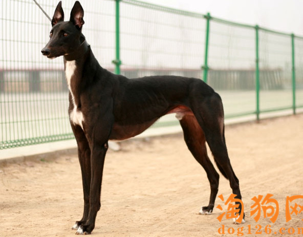 格力犬吃什么增肥？ 第2张