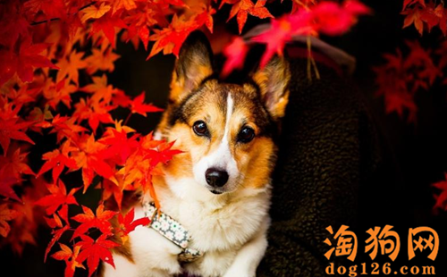 柯基犬一直发抖是怎么了，是不是生病了 第1张