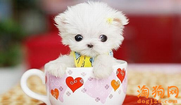 茶杯犬一直发抖是为什么 第1张