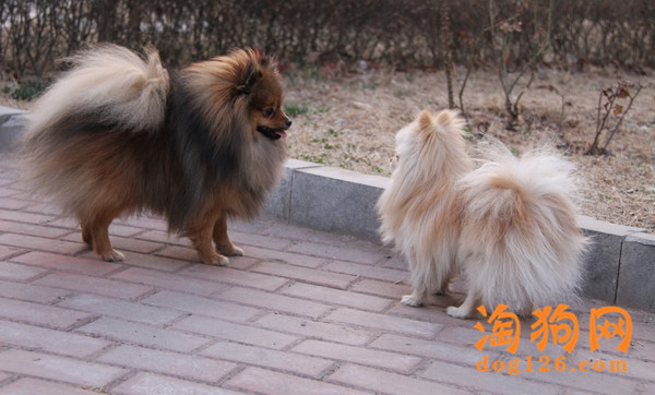 博美便秘是什么原因？治疗博美犬便秘的方法【图】 第1张