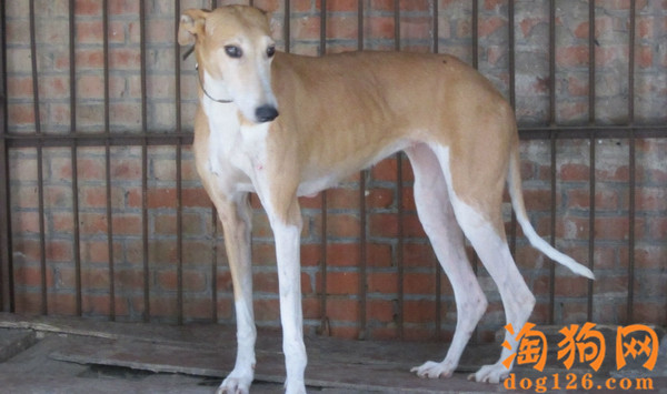格力犬太瘦了，吃什么才能长胖？ 第2张