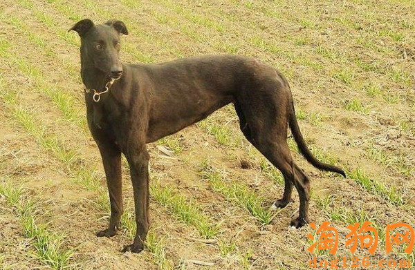 格力犬可以吃生肉吗？ 第2张