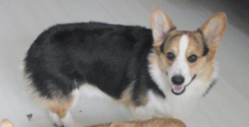 了解了柯基犬的特性，就可以把它养得好好地的 第1张