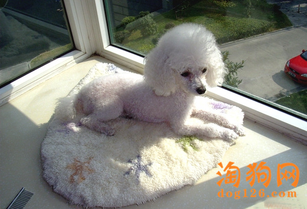 贵宾犬吐了要怎么办，是什么原因导致的
