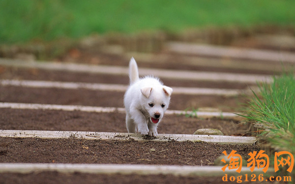 银狐犬身上臭味很重是什么原因导致的 第1张