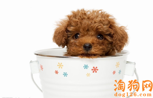 茶杯犬拉肚子了怎么办？哪几种食物会导致拉肚子？ 第1张