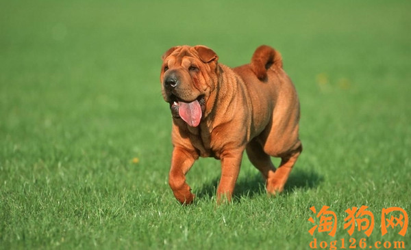 沙皮幼犬吃什么比较好 第1张
