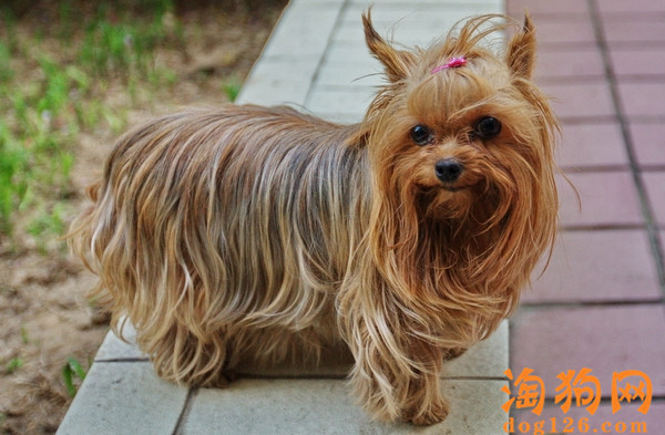 约克夏犬经常有泪痕是为什么？ 第2张