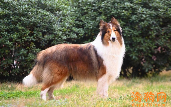 苏格兰牧羊犬便秘了是什么原因？ 第1张