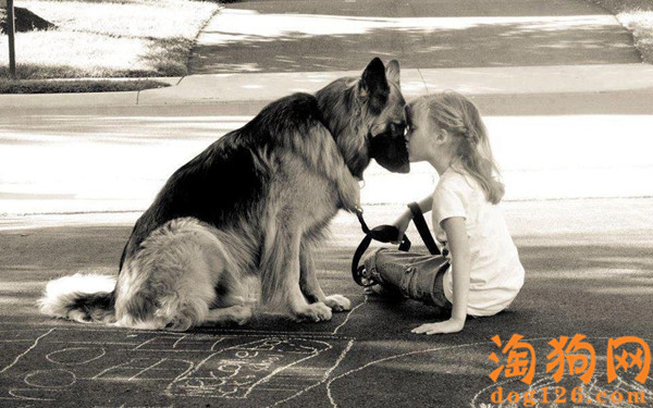 德国牧羊犬毛发打结了怎么办？ 第2张