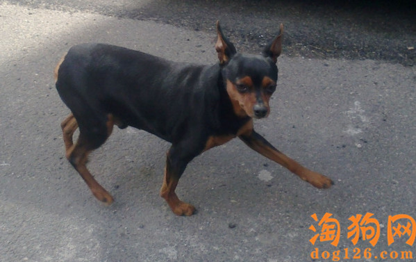 迷你杜宾犬的缺点有哪些？ 第2张