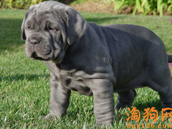 生猛一点的纽波利顿犬怎么养？ 第1张