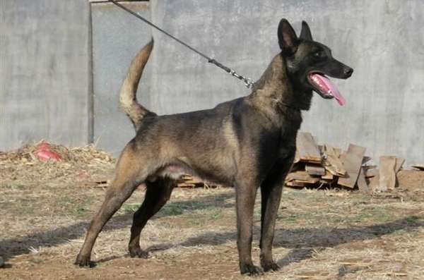 马犬可以吃生肉吗 第2张