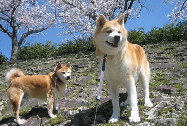 养秋田犬务必要了解的三点养护知识，不要说你不知道