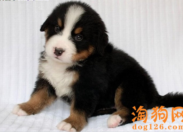 伯恩山犬怎么活得更长 第1张