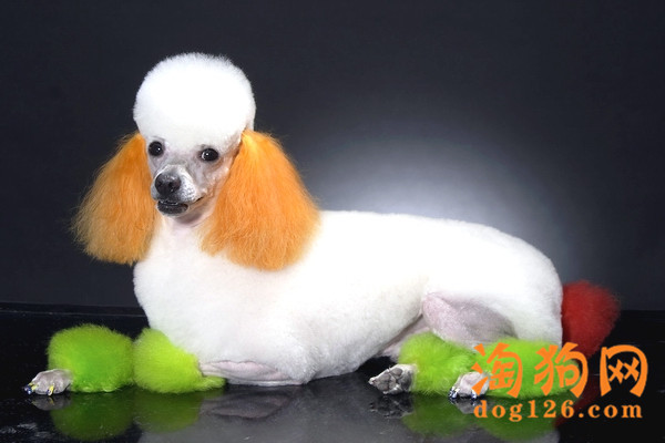 巨型贵宾犬可以吃水果吗？有哪些水果是不能吃的？ 第3张