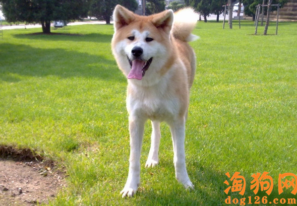 秋田犬会咬人吗？怎么训练秋田犬不咬人？【图】 第2张