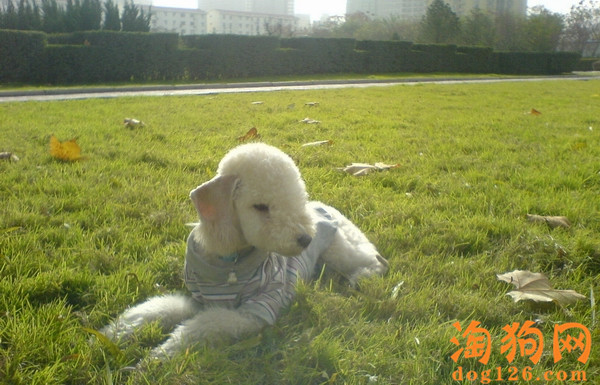 贝灵顿梗掉毛吗？贝灵顿梗毛发如何护理？【图】