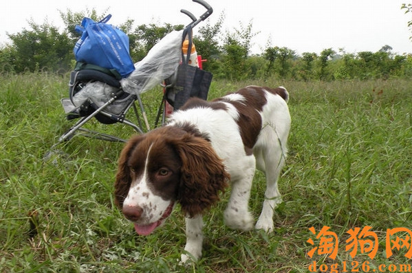 史宾格犬乱叫怎么办？如何解决？ 第2张