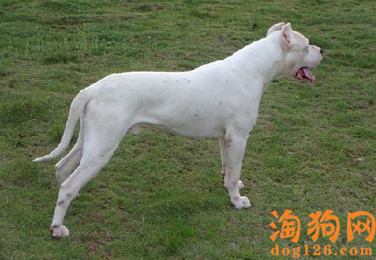 杜高犬喜欢吃自己的便便，这是为什么？