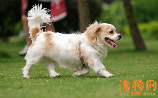 大白熊呕吐怎么办？要怎么解决？ 第2张