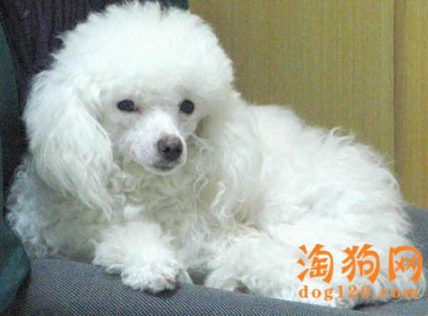 贵宾犬感冒了要怎么办 第2张
