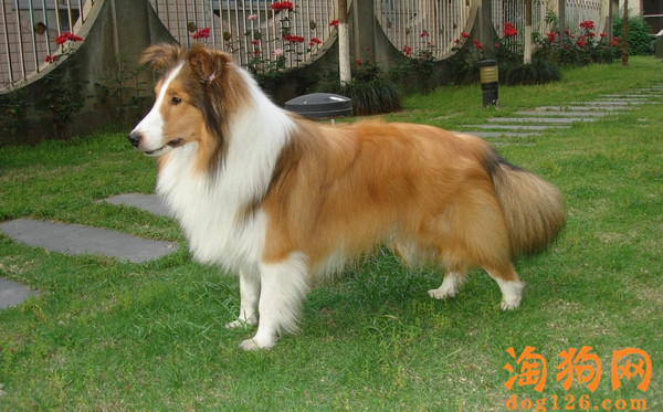 喜乐蒂一直发抖是怎么了？ 第1张