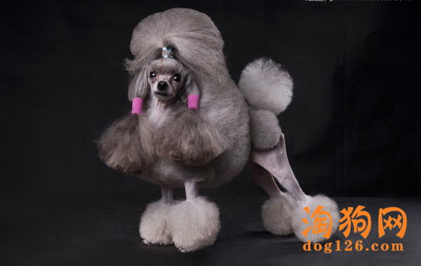 怎么训练巨型贵宾犬不咬人？ 第1张