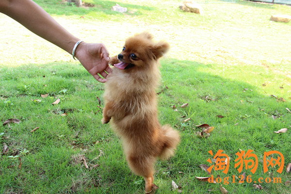 博美犬老是喜欢瞎叫，原因是什么 第2张