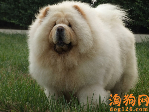 松狮犬毛发发黄要怎么办？ 第1张