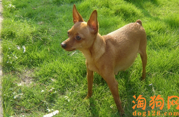 迷你杜宾犬便秘了会有几种些症状？ 第1张