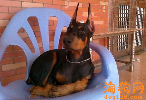 杜宾犬可以吃鸡蛋吗？ 第1张