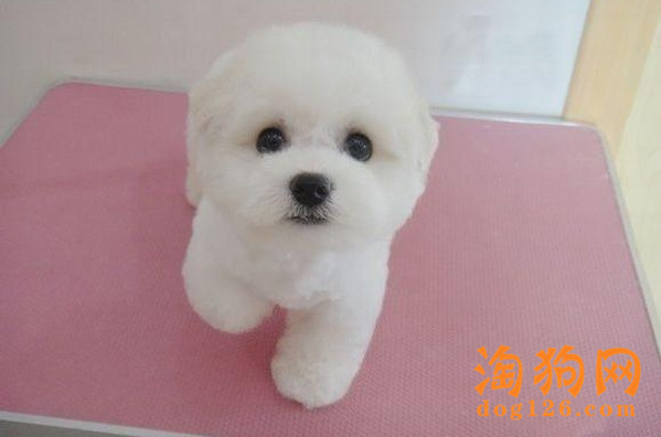 怎么给比熊犬剪毛？ 第3张