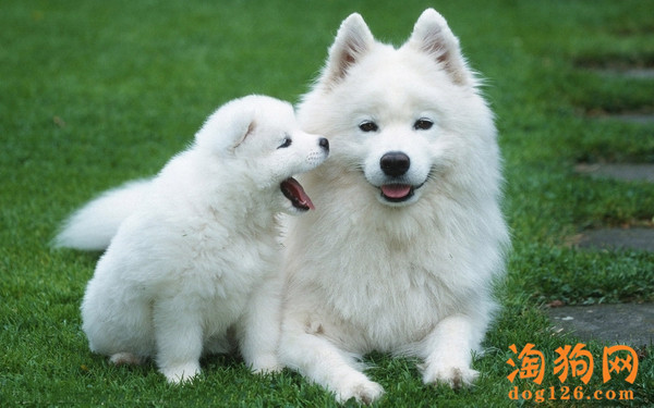 萨摩耶拉肚子怎么办？